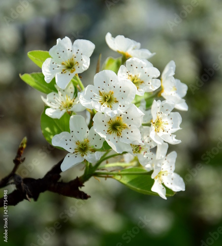 Blüten des Birnenbaumes