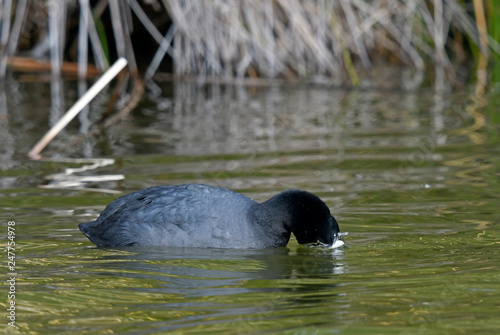 Blässhuhn (Fulica atra) - Eurasian coot photo