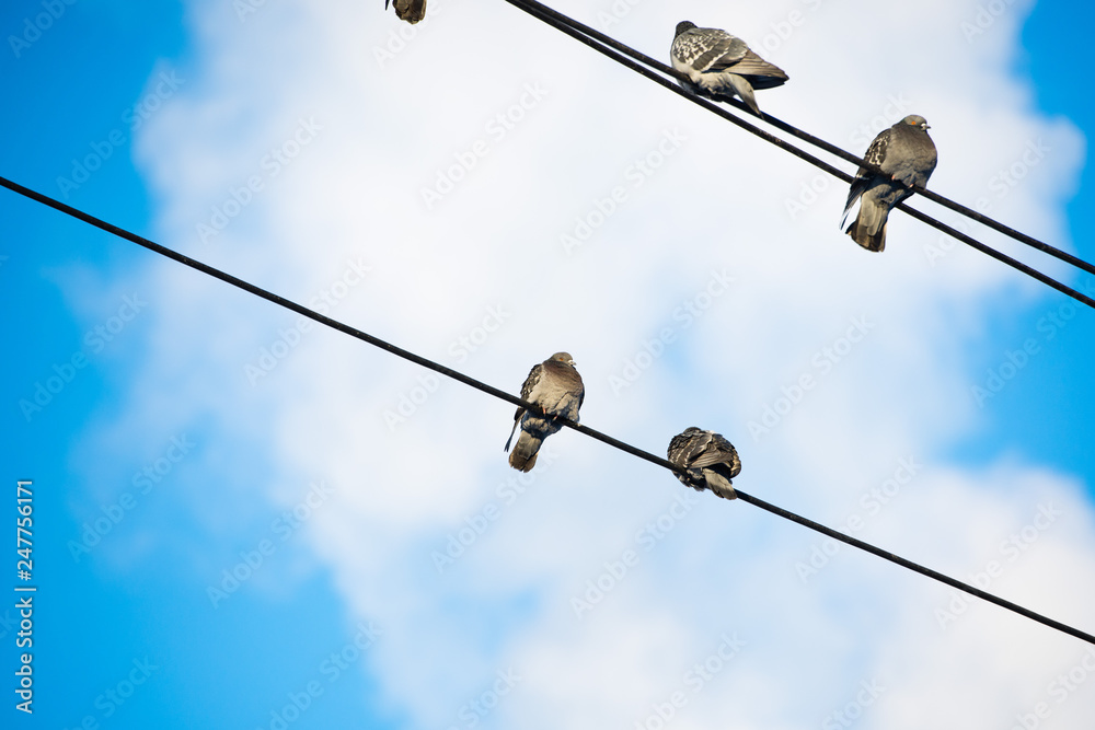 Pigeons are sitting on wires, birds sitting on power lines over clear sky Pigeons are sitting on wires, birds sitting on power lines over clear sky