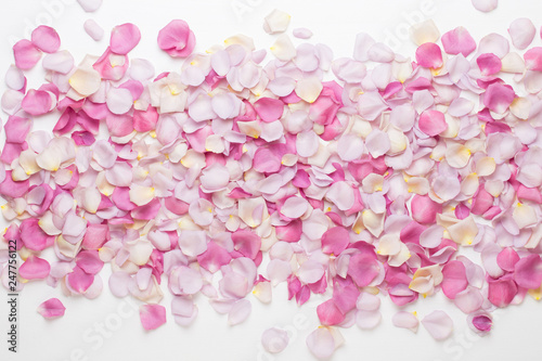 Pink rose flowers petals on white background. Flat lay, top view, copy space.