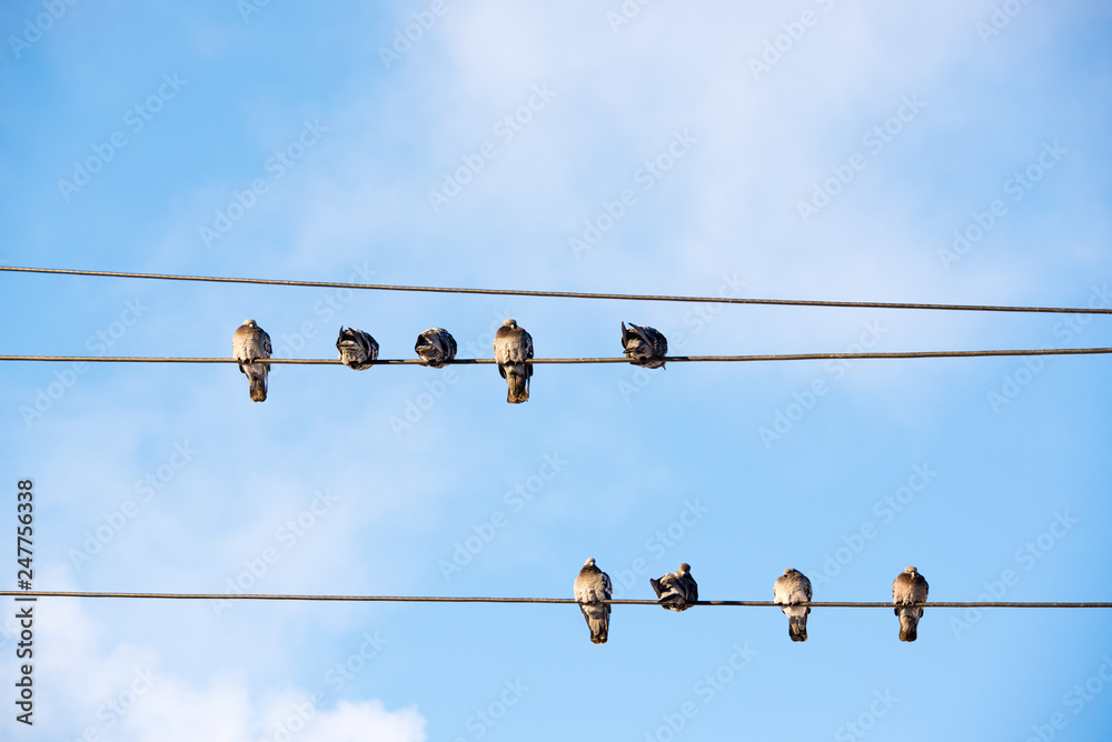 Pigeons are sitting on wires, birds sitting on power lines over clear sky Pigeons are sitting on wires, birds sitting on power lines over clear sky