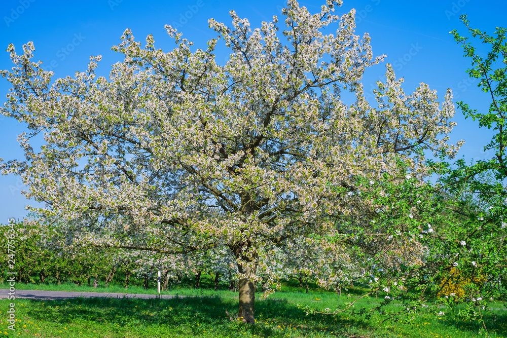 Kirschblüte im Rheingau Kirschblüte im Rheingau