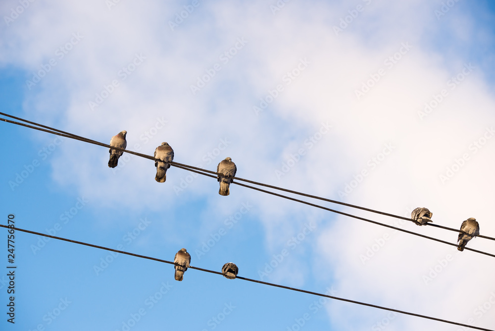 Pigeons are sitting on wires, birds sitting on power lines over clear sky Pigeons are sitting on wires, birds sitting on power lines over clear sky