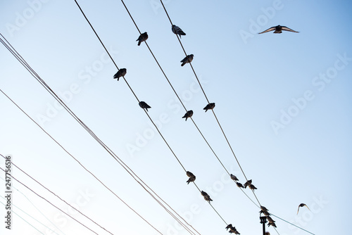 Pigeons are sitting on wires  birds sitting on power lines over clear sky