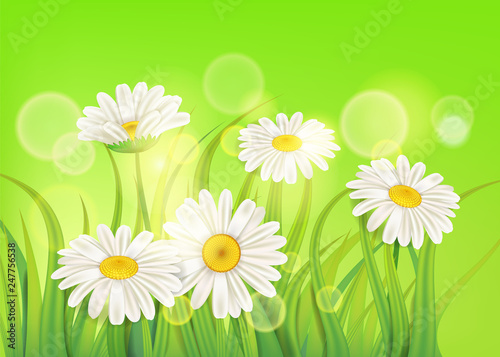 Fresh spring juicy chamomile flowers and green grass, vector, template, illustration, isolated