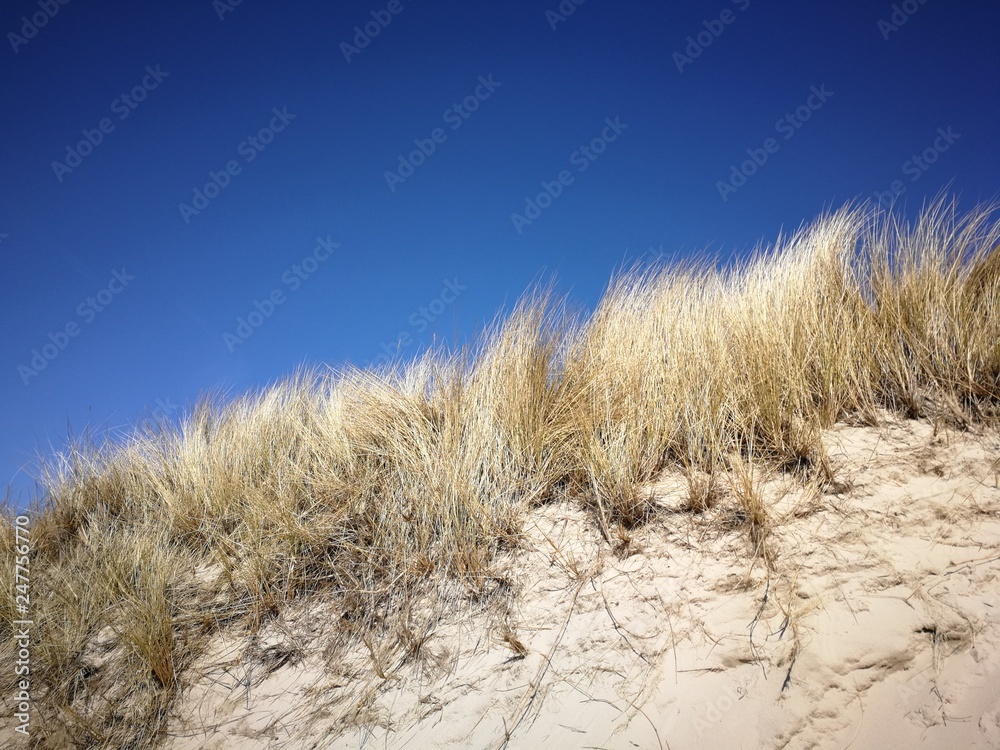 Fototapeta premium ptr