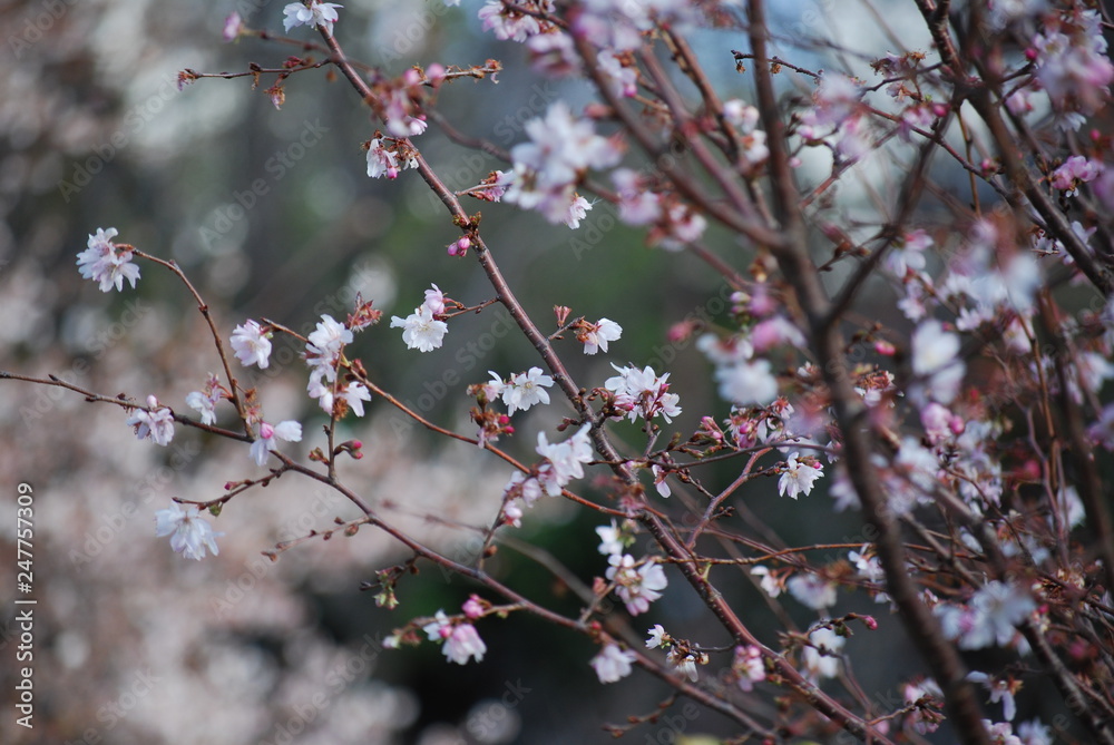桜 桜