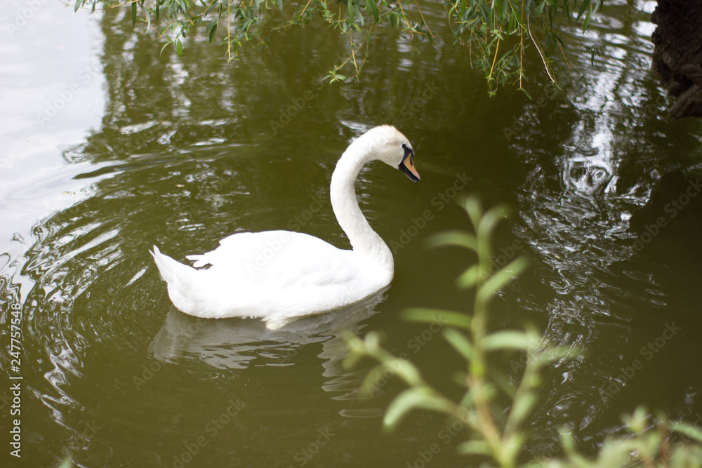 Beautiful white swan on the pond Beautiful white swan on the pond