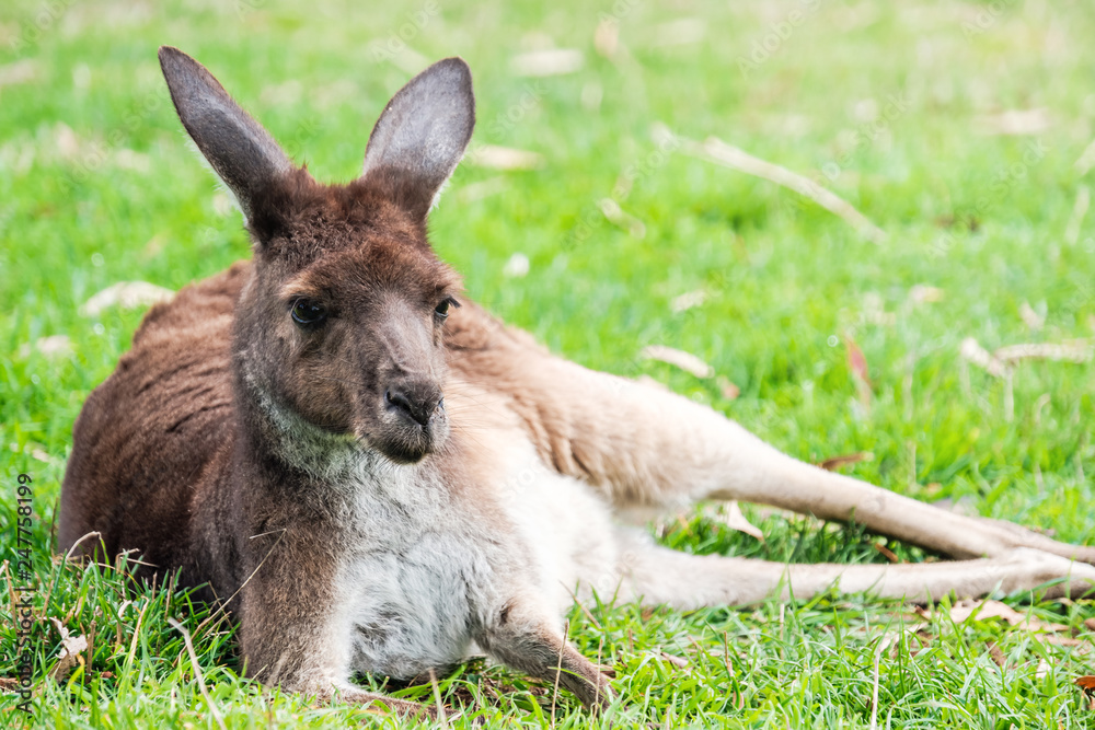 Australian kangaroo resting on the grass Australian kangaroo resting on the grass