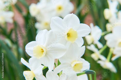 白いスイセンの花 シルバーチャイム