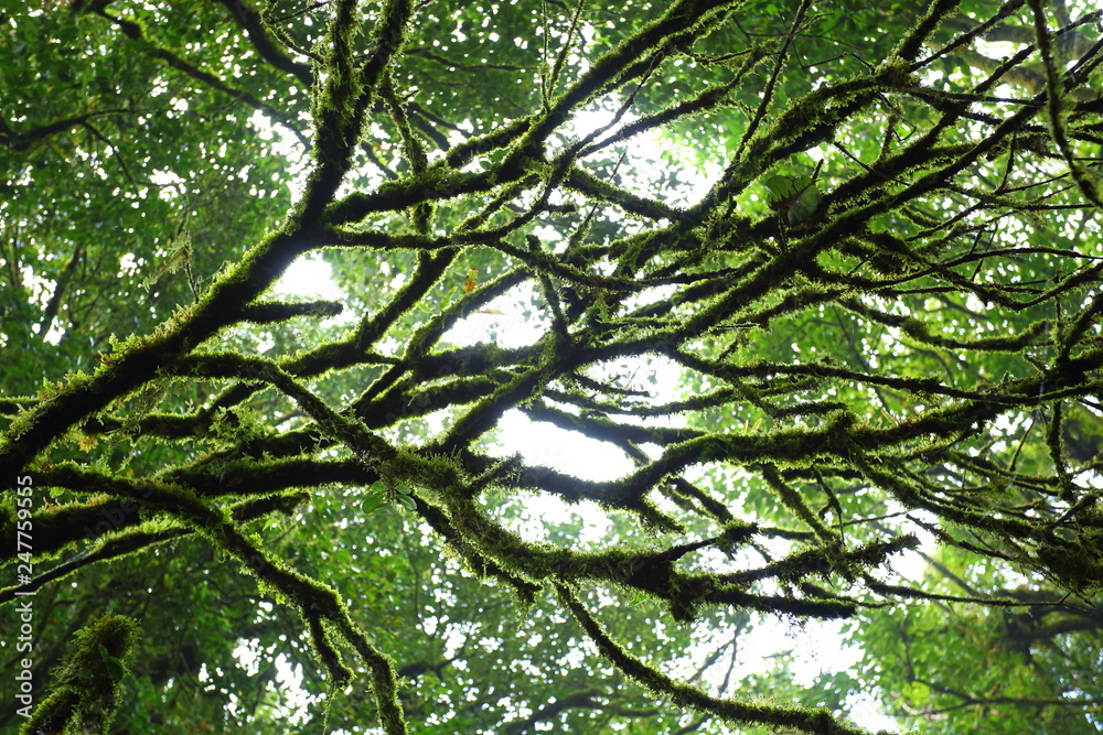 sunlight throught green moss on nature tree of greenery rainforest jungle sunlight throught green moss on nature tree of greenery rainforest jungle