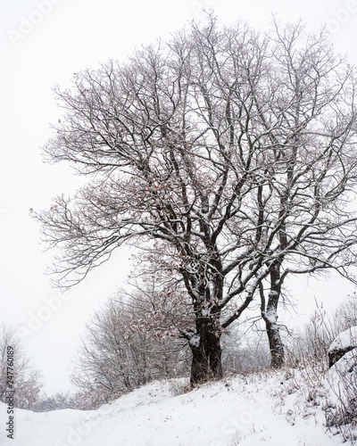 Wallpaper Mural Snow on a tree in winter Torontodigital.ca