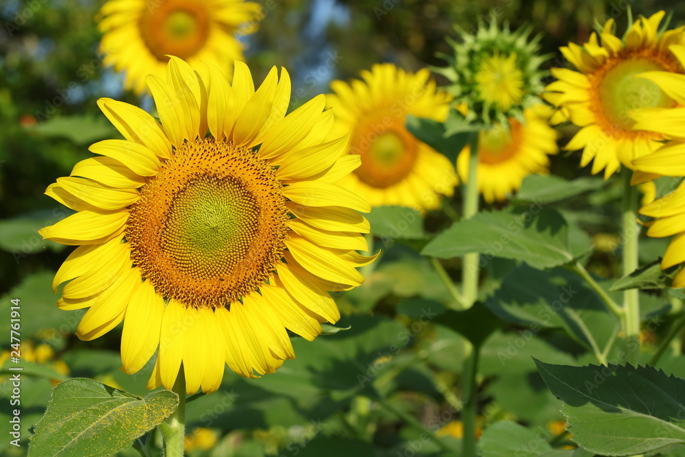 beautiful sunflower blossom blooming in natural garden