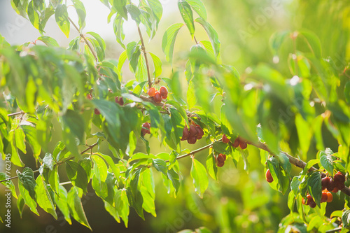 Closeup view of green branch with red berries growing outdoors on sunny summer day. Beautiful natural background. Horizontal color photography. 