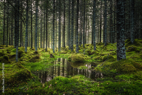 Boreal forest floor. Mossy ground and warm,autumnal light. Norwegian woodlands. © Adrian