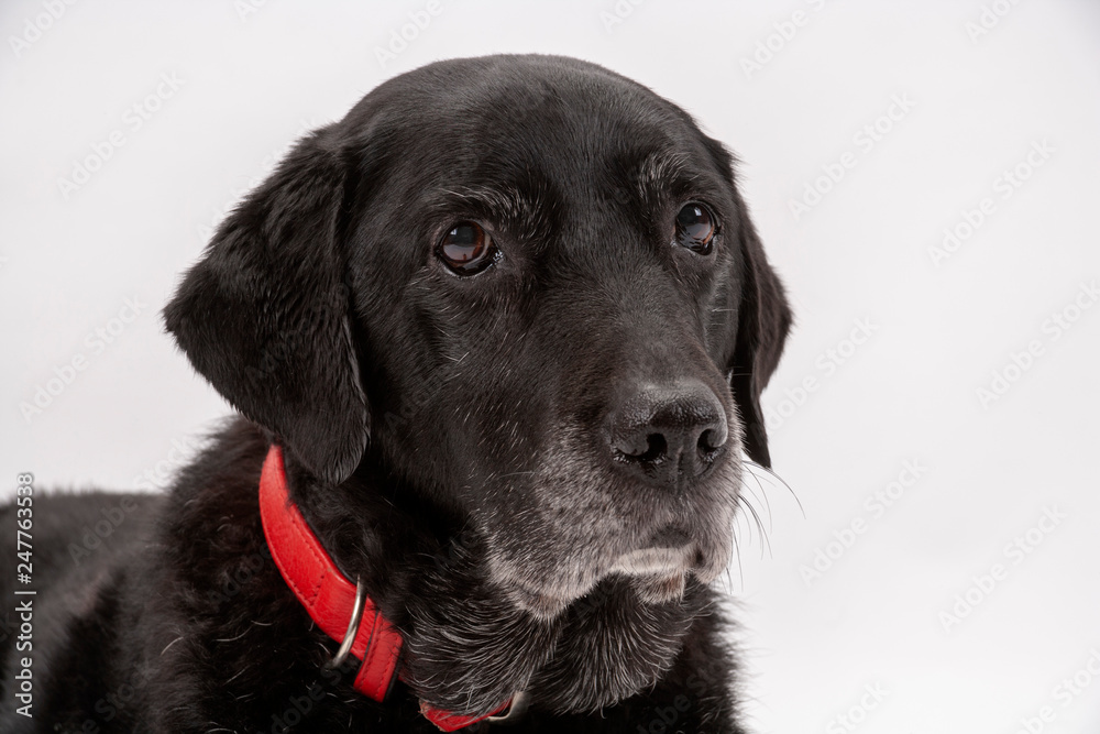 An elderly black labrador bitch waits patiently for instruction while she poses on a white seamless background in the studio An elderly black labrador bitch waits patiently for instruction while she poses on a white seamless background in the studio