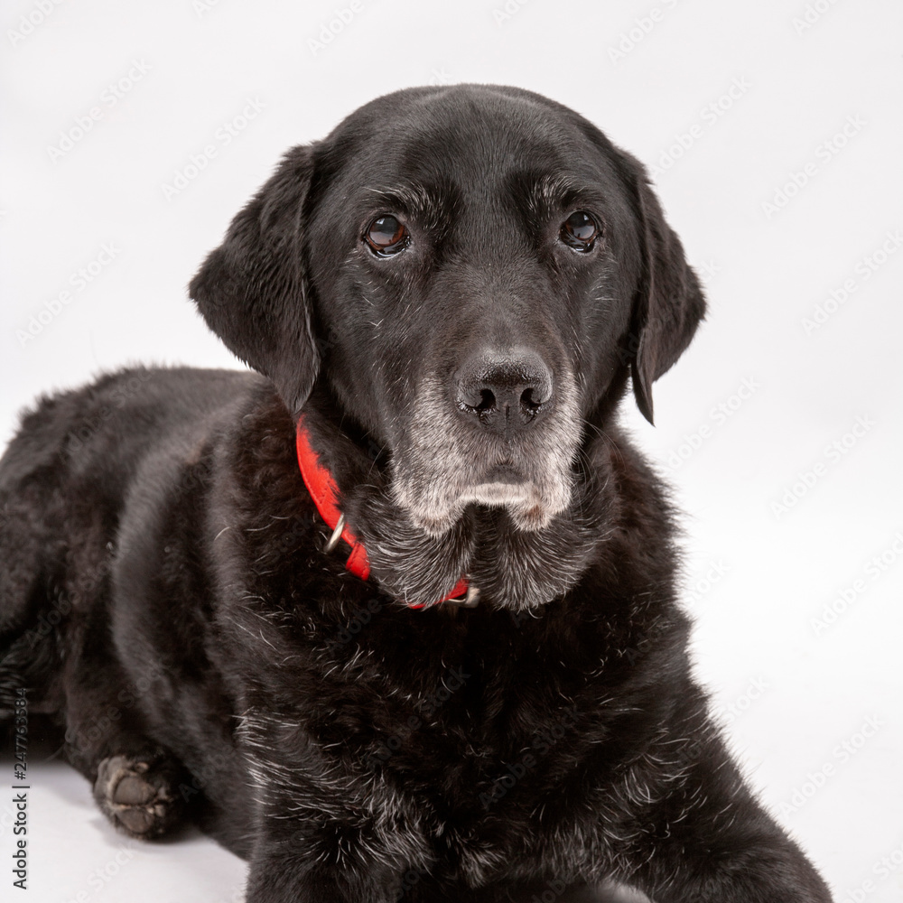 An elderly black labrador bitch waits patiently for instruction while she poses on a white seamless background in the studio An elderly black labrador bitch waits patiently for instruction while she poses on a white seamless background in the studio