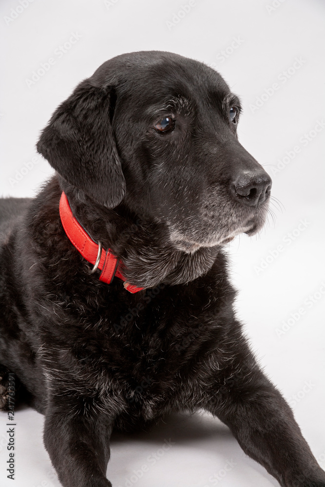 An elderly black labrador bitch waits patiently for instruction while she poses on a white seamless background in the studio An elderly black labrador bitch waits patiently for instruction while she poses on a white seamless background in the studio