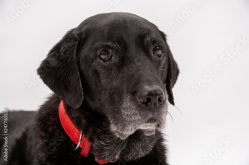 Wallpaper Mural An elderly black labrador bitch waits patiently for instruction while she poses on a white seamless background in the studio Torontodigital.ca