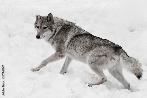 Powerful and agile full-grown wolf quickly runs through the snow  close-up