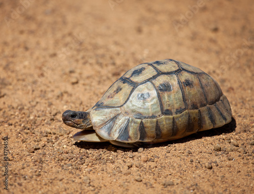 Fototapeta Naklejka Na Ścianę i Meble -  Leopard tortoise slowly wandering along the gravel road South Africa