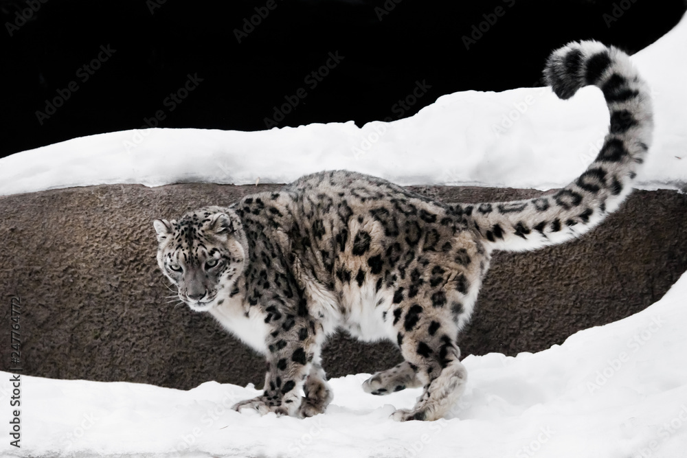 the snow leopard deftly jumps and runs through the snow against a dark  background, strong and fast. rare animal. Stock Photo | Adobe Stock