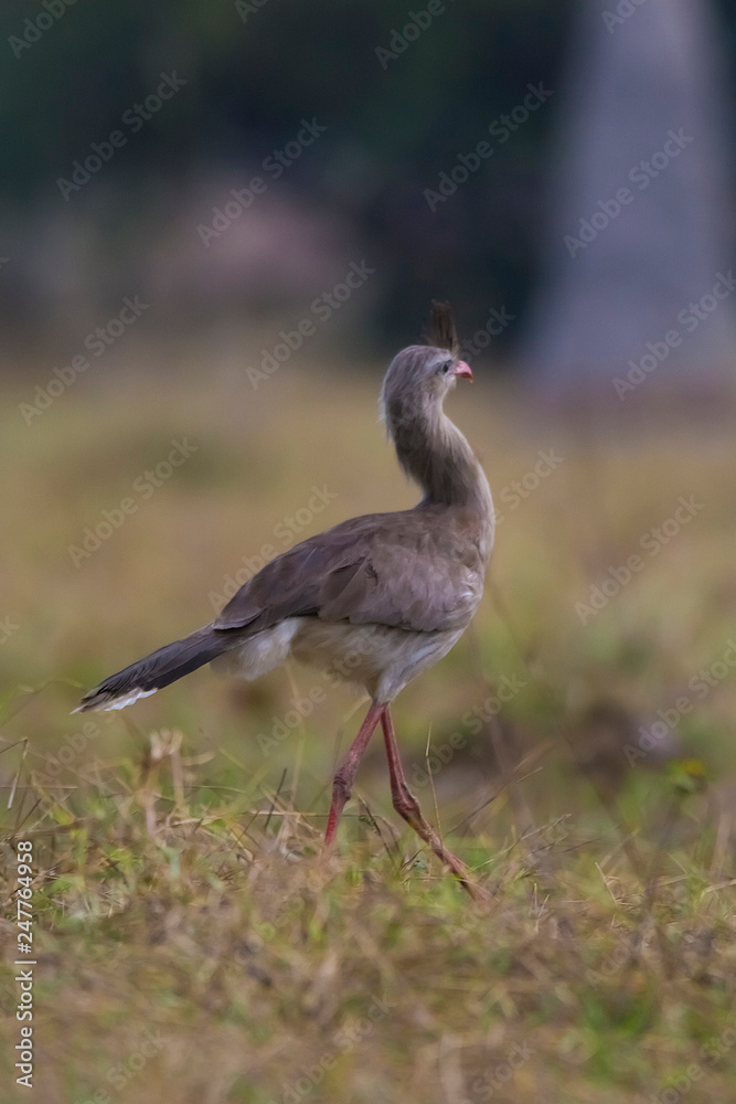 Fototapeta premium Red legged Seriema, Pantanal , Brazil