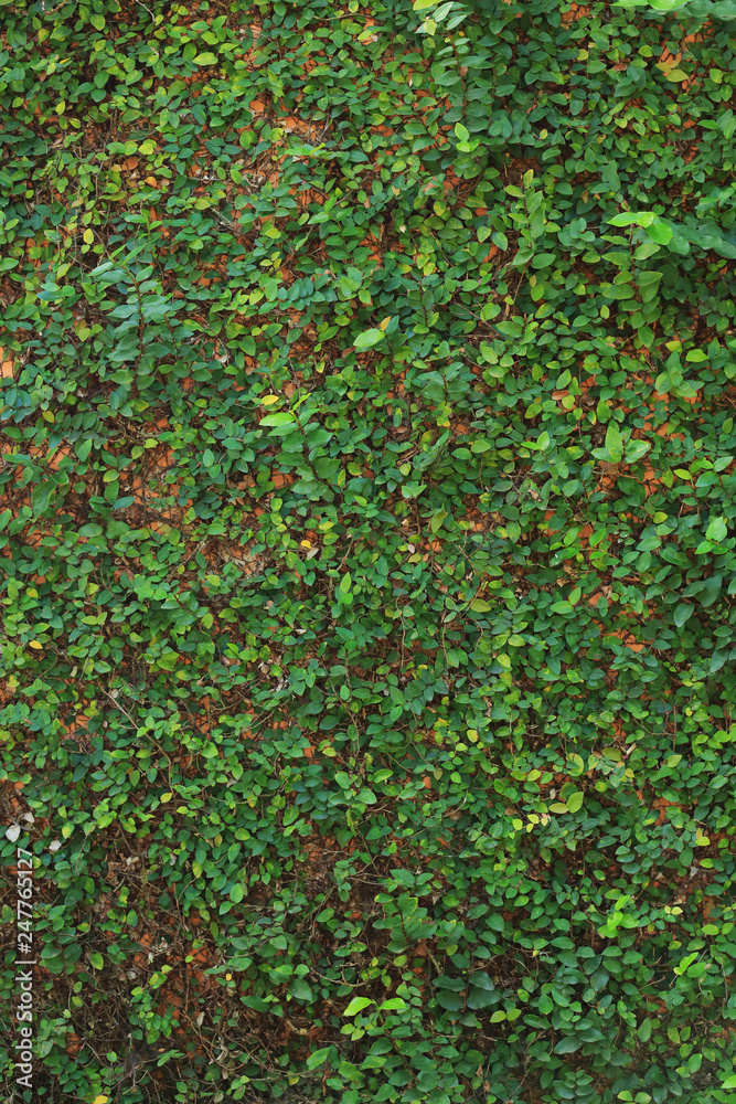 green leaf ivy vine nature wall texture background green leaf ivy vine nature wall texture background