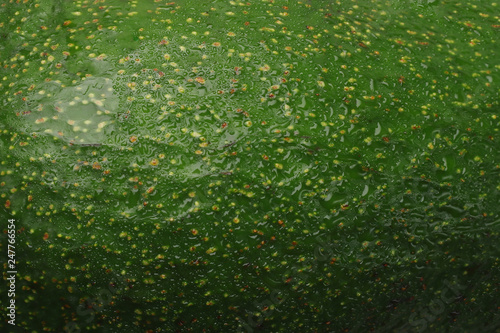Green avocado peel skin close up macro avocado background