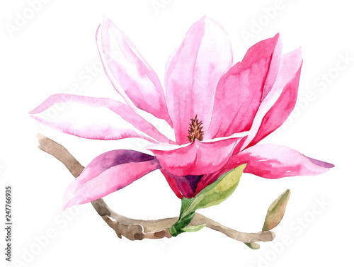 Flowers watercolor illustration of purple Magnolia branch  isolated on white background. Botanical watercolor hand drawn illustration