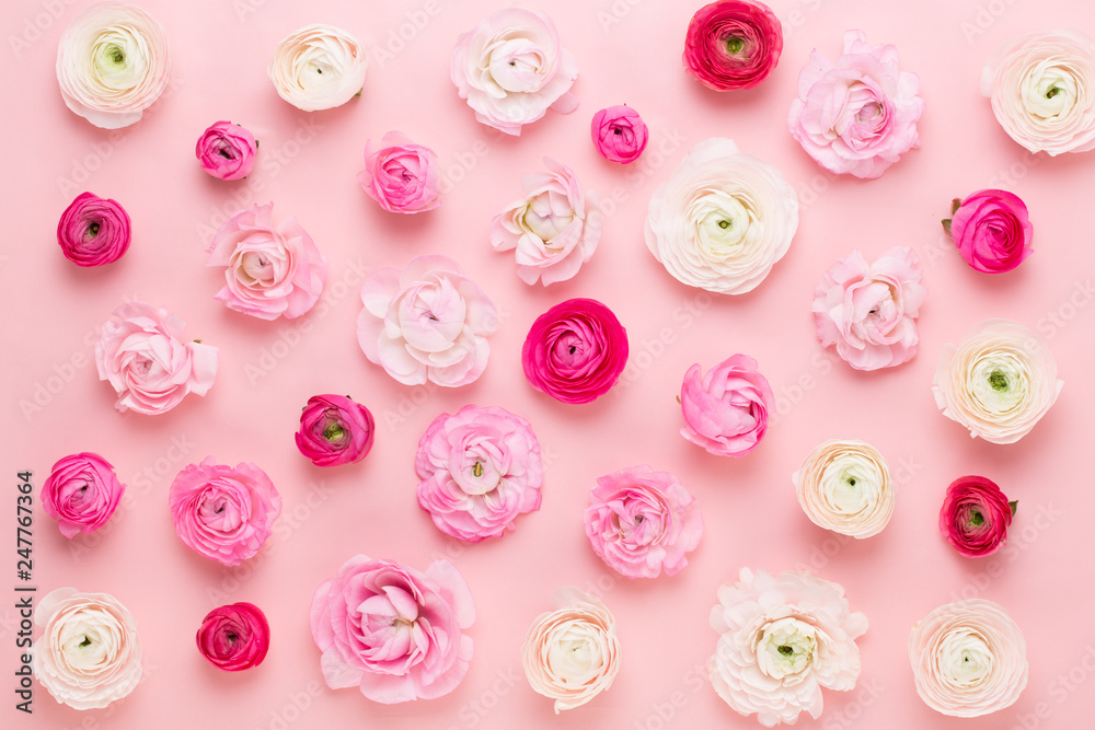 Beautiful colored ranunculus flowers on a pink background. Spring greeting card. Beautiful colored ranunculus flowers on a pink background. Spring greeting card.