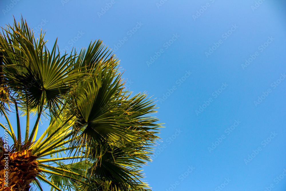 Plam trees on the blue sky background
