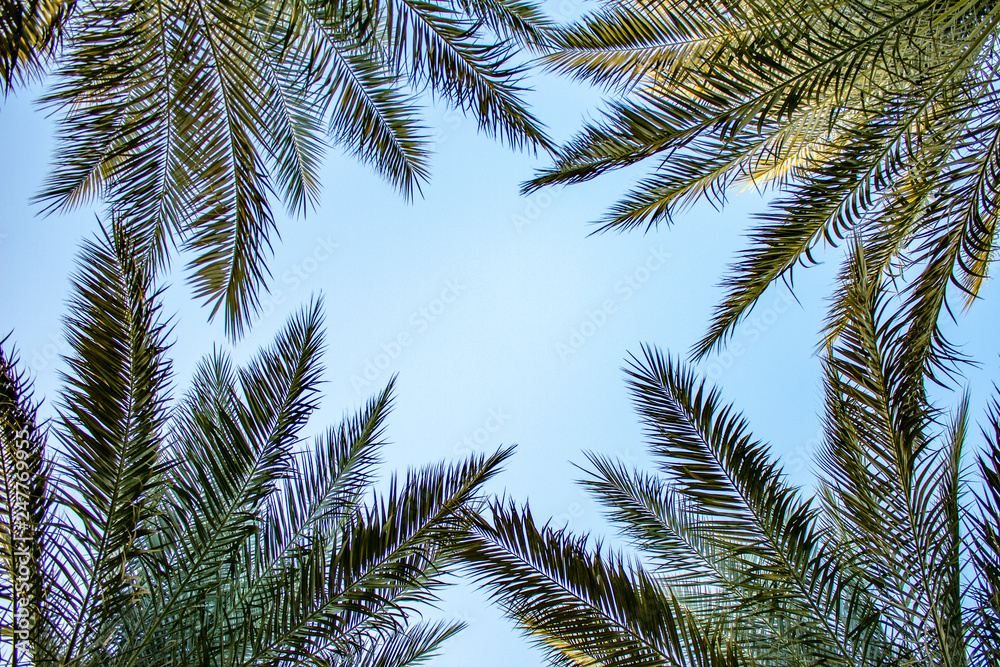 Fototapeta premium Plam trees on the blue sky background