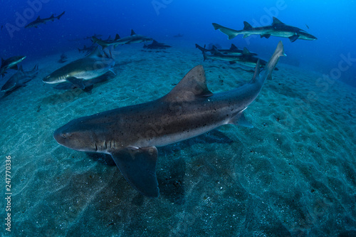 Banded hound shark and red stingray aggregation in Clear Blue Ocean of Chiba Japan