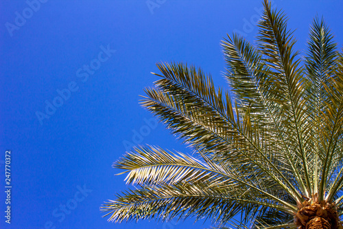 Plam trees on the blue sky background