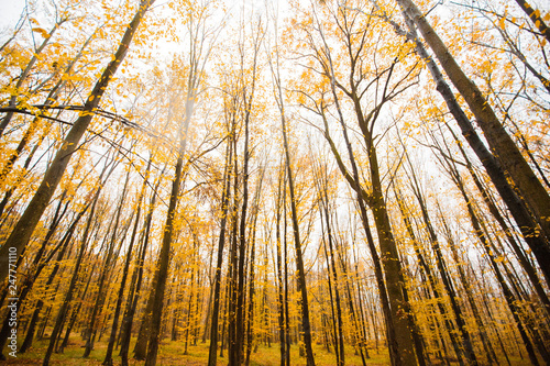 sunset in the forest among the trees