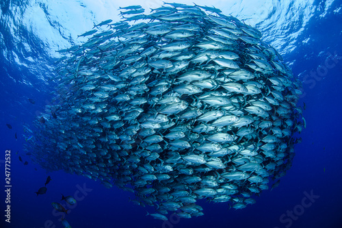 Bigeye trevally jack baitball tornado of Aguni, Japan