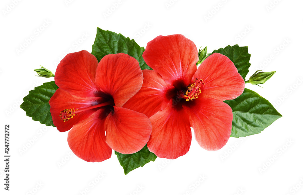 Hibiscus flowers in tropical arrangement - obrazy, fototapety, plakaty 