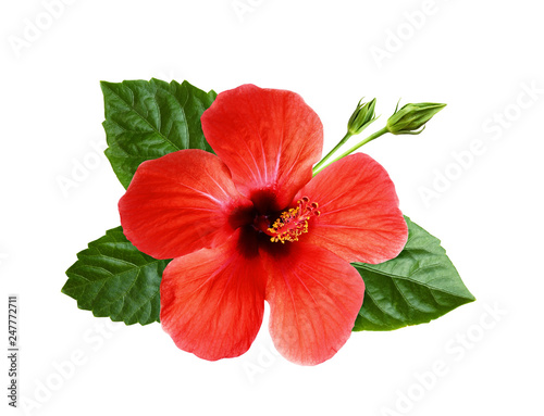 Hibiscus flower, green leaves and buds in floral tropical composition
