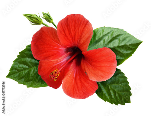 Hibiscus flower in tropical arrangement