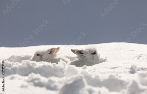rabbit family, cute white rabbits in the snow