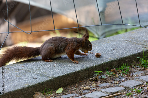 Squirrel in the park