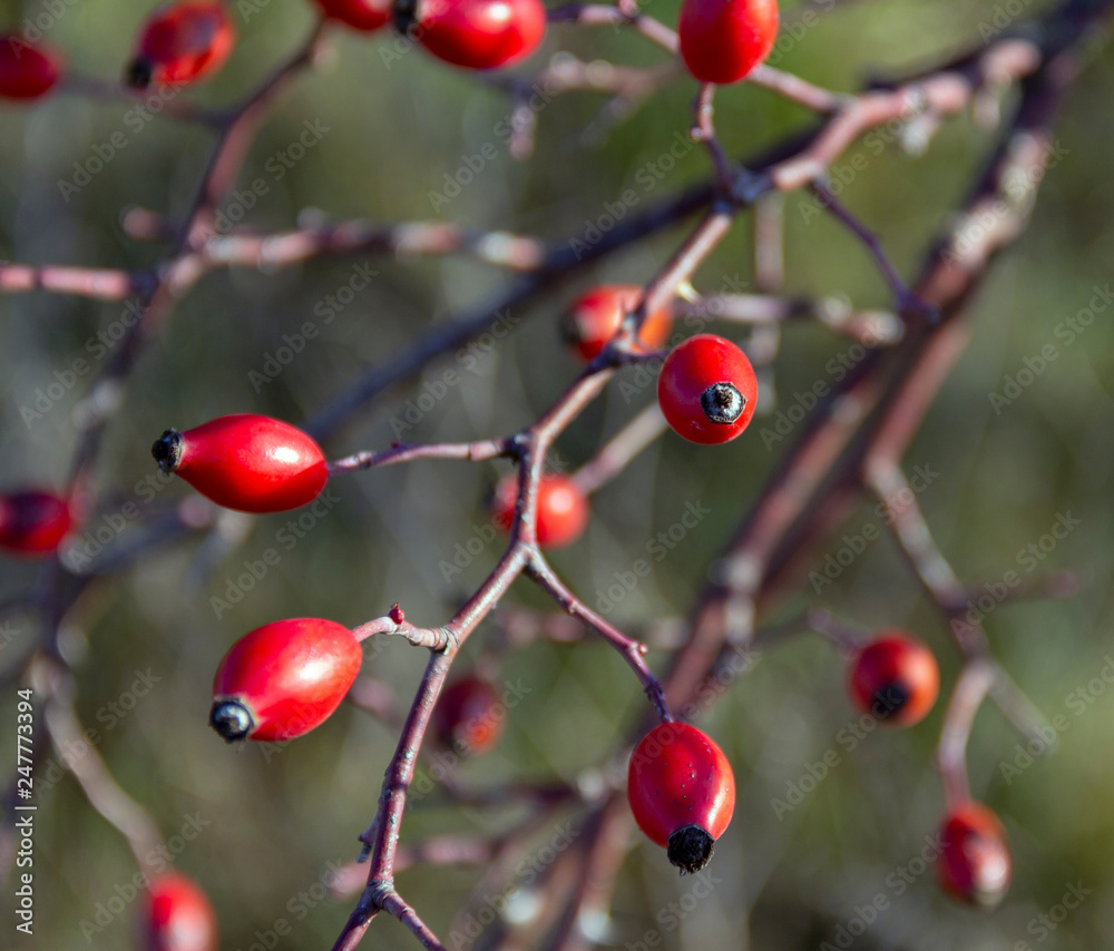 rose hip fruits rose hip fruits