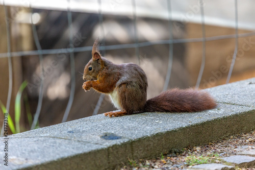 Squirrel in the park
