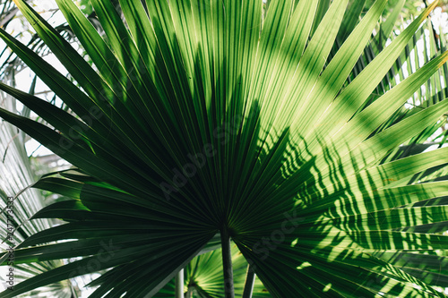leaves of exotic tropical plants
