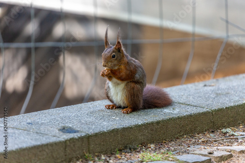 Squirrel in the park