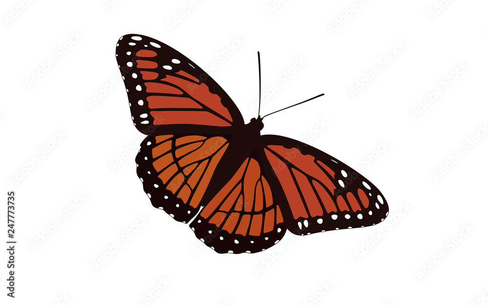 Orange Winged Butterfly Vector - Monarch Digital Design