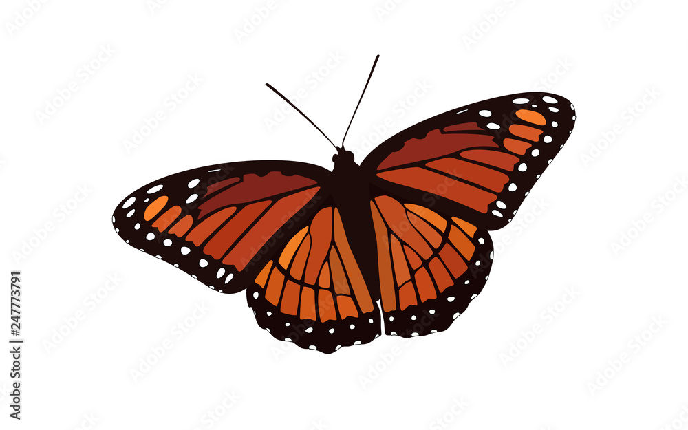 Fototapeta premium Orange Winged Butterfly Vector - Monarch Digital Design