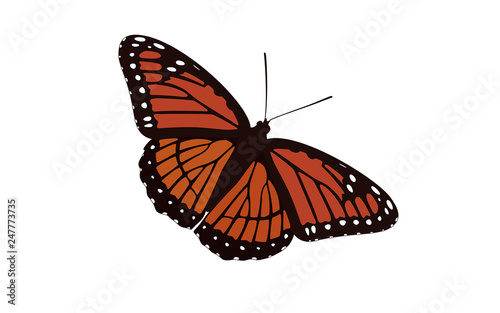 Orange Winged Butterfly Vector - Monarch Digital Design © Sanseven