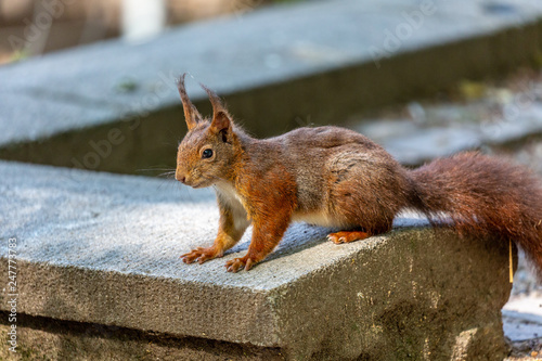 Squirrel in the park